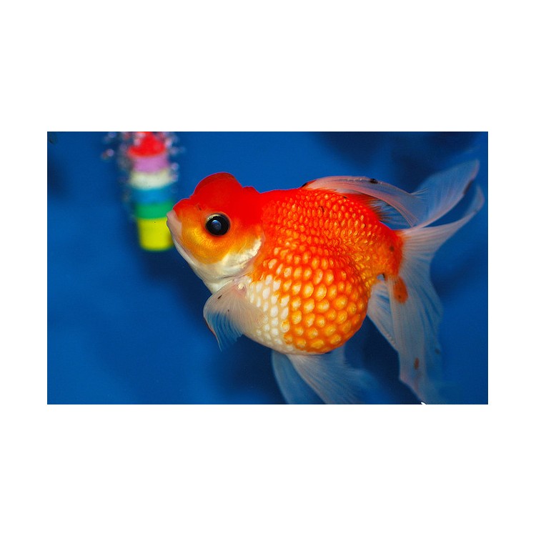 Carassius auratus long fin red-white pearlscale - imagine 3